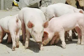 猪群发病后如何快速恢复？图片