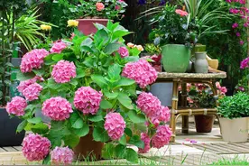 院子里种树养花有讲究，一首“植物五行歌”，道出古人的智慧图片