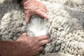 澳大利亚羊毛行业关系稳固数十年 呼吁与中国关系保持谨慎图片