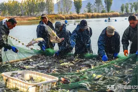 承包两千亩滩地养鱼，年收入300万，河南两口子真有眼光和实力图片