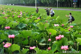 江苏南京：高淳固城湖水漫城荷花盛开，赏荷玩水夏日清爽图片