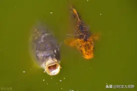 黑坑老板控制出鱼的阴招！不是你技术不行，只是他的套路太深图片