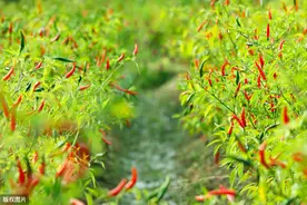 辣椒跟4种作物混种，两种作物都长得好，效益更高农民要看图片