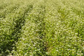 荞麦种植技术模式，荞麦无公害栽培技术图片