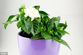 栀子花如何繁殖？6步扦插技巧提高成活率，防止根部腐烂与发黑图片