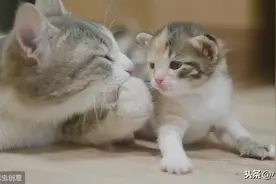 喵星人指南：猫的怀孕时间与阶段护理图片