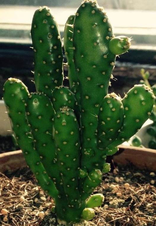 形状漂亮的姬珊瑚,犹如连绵不绝的山岳一样平常一马平川,漂亮又好养