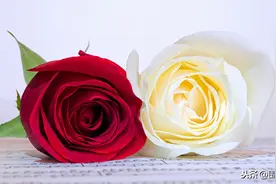 《红玫瑰与白玫瑰》：精雕细琢男人灵魂的两面——胆小鬼和真暴君图片