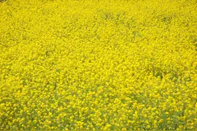 油菜富硒高产栽培技术，掌握田间管理关键技巧，提高油菜颗粒饱满图片
