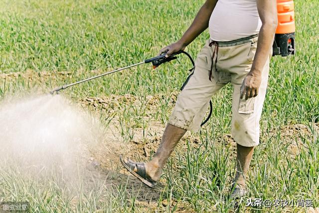 叶面肥使用看似简单，但未必人人能用对！10个方法教你提高肥效