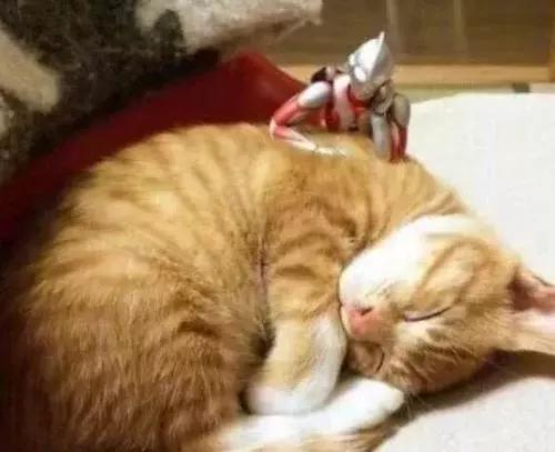 自从猫咪有奥特曼陪伴后，变得异常活跃，看到相处模式主人舒服了