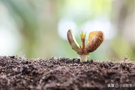 花生芽生产技术，做好这几点，就能生产出营养丰富的花生芽图片