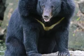 长白山猎熊历险记（5）暴风雪夜迟来的报警：鬼精去了猞猁沟图片