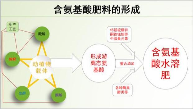 18种氨基酸在植物体内的作用，植物为什么需要这18种氨基酸呢？