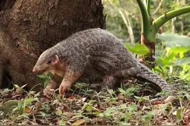 中国多地发现穿山甲出洞！长舌头长在胸腔里，能把食物直接送胃里图片