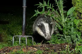 一群獾闯入花园如入无人之境，对镜头吐舌摆pose拍照图片