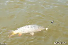 抛竿垂钓时串钩，爆炸钩，饵笼钓组三种组合型钓钩的优劣和应用图片