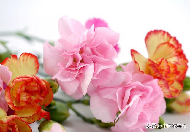 教师节到了！能送给老师的除了鲜花束，还有这几种花