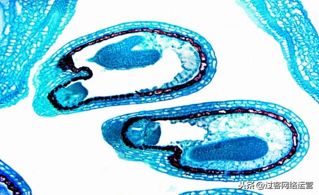 高中生物知识点总结