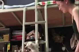 女学生在宿舍偷偷养了猫，上蹿下跳不老实：别被宿管阿姨发现了图片