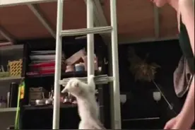 女学生在宿舍偷偷养了猫，上蹿下跳不老实：别被宿管阿姨发现了图片