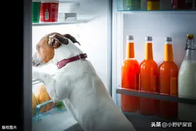 吃对狗狗来说排首位，如何科学喂养狗子，是每一个铲屎官的必修课图片