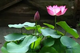 盆栽碗莲不开花？教你3招，让你整个夏天都有荷花赏图片