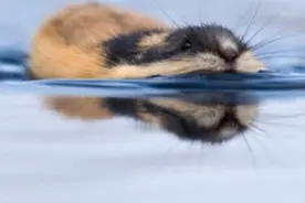 北极最霸道的鼠，出生20天就可繁殖幼崽，因为数量开始跳海？图片