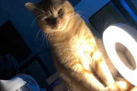 猫猫很可爱，但是却很坏图片