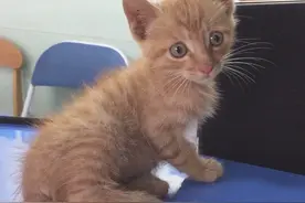 医生给猫咪检查后腿，猫咪一直在喵喵叫：快放开朕图片