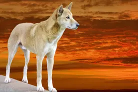 澳洲野犬源自中国家狗？几千年前我跨海移民先后退走，家犬成猛兽图片