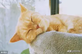 十二星座的偏爱图片