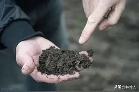 生物菌肥和有机肥傻傻分不清？这篇文章一次讲明白图片