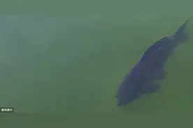 为什么夏天鲤鱼难钓，避开雷区，助你轻松上鱼图片