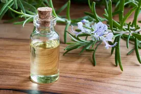 “迷迭香”闻起来是香，但是养起来很烦？谁告诉你的，其实很简单图片