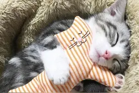 像不像你晚上抱着玩具睡觉的时候呢？小猫咪超可爱图片