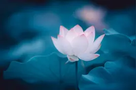 为什么善良的人会经常感到痛苦，而恶人却活得很好？图片