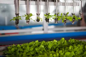 农田蜗牛的发生及防控方法，掌握这些技巧，高产不再难图片