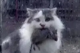 猫知道报恩吗？只有不了解猫的人才会说猫没良心图片