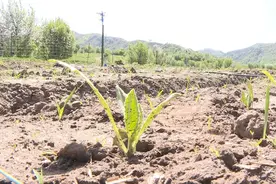 新疆巩留县1万多株人工种植雪莲育苗成功图片