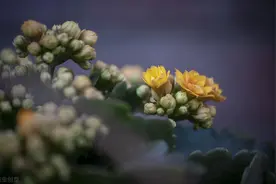 “一次性的”4种花，开完别再浪费时间精力养，不划算图片