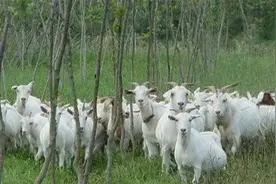 「微课堂」夏季养牛羊，9种中毒注意预防！你不知道？图片