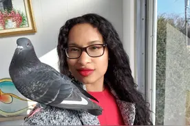 美国女子收养鸽子当宠物，形影不离画风超暖心图片