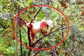 中国秦岭出现新“神兽”，全球仅一只，各国看后纷纷眼红不已图片