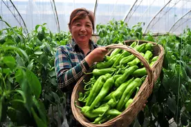 年年价格高昂，今年价格近乎“腰斩”，个别辣椒品种却200一斤图片