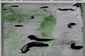 广东暴雨后，很多大鱼在街头“散步”，唾手可得，为何无人捡？图片