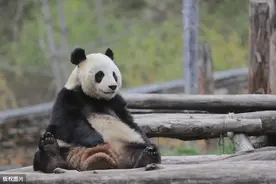网友直播围观大熊猫，吊木架7小时一动不动，结局让人心碎图片