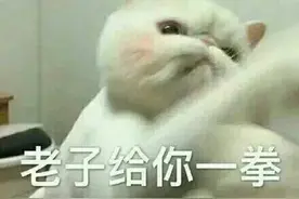 超级凶的猫猫，吃我一拳图片