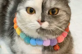 泰国猫咪因“阴阳脸”走红，半灰半白小肉脸超萌图片