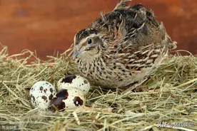 鹌鹑种蛋贮存及育雏管理图片